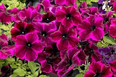 PETUNIA GOTUNIA COSMIC PURPLE