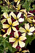 PETUNIA GOTUNIA TIGER STRIPE