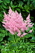 ASTILBE ASTARY PINK