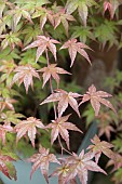 ACER PALMATUM BENI MAIKO