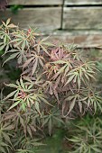 ACER PALMATUM JERRE SCHWARTZ