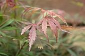 ACER PALMATUM JERRE SCHWARTZ