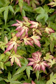 ACER PALMATUM LITTLE PRINCESS