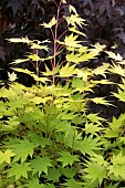 ACER SHIRASAWANUM JORDAN