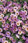 CALIBRACHOA BLUEBERRY SCONE