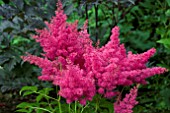 ASTILBE ASTARY RED