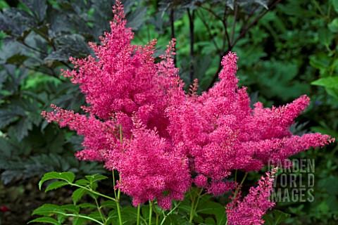 ASTILBE_ASTARY_RED