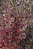 COPROSMA ECLIPSE