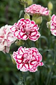 DIANTHUS CAPITAN MARCO