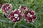 DIANTHUS CAPITAN CALIZO