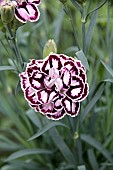 DIANTHUS CAPITAN DIAZ