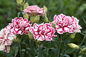 DIANTHUS CAPITAN MARCO