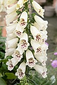 DIGITALIS DALMATION CREME