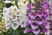 DIGITALIS DALMATION CREME AND ROSE