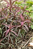 EUPHORBIA EXCALIBUR