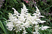 ASTILBE ASTARY WHITE