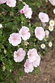 GERANIUM SANGUINEUM STRIATUM