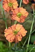 GEUM TROPCAL TEMPEST