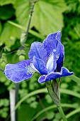 IRIS SIBIRICA SILVER EDGE