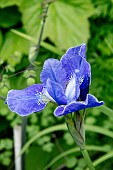 IRIS SIBIRICA SILVER EDGE