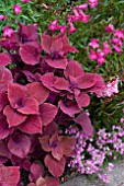 COLEUS REDHEAD WITH PENSTEMON AND NEMESIA