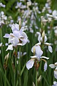 IRIS SIBIRICA MRS ROWE