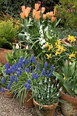 SPRING BULB CONTAINERS
