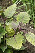 SOLANUM QUINTOENSE