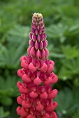 LUPINUS BEEFEATER