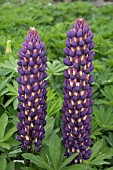 LUPINUS MAGIC LANTERN