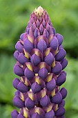 LUPINUS MAGIC LANTERN