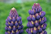 LUPINUS MAGIC LANTERN