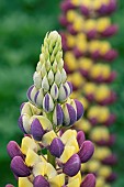 LUPINUS MANHATTAN LIGHTS