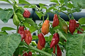 CAPSICUM BELLAFORMA