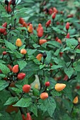 CAPSICUM FAIRY LIGHTS