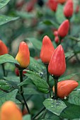 CAPSICUM FAIRY LIGHTS