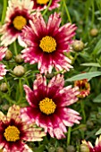 COREOPSIS RED SHIFT