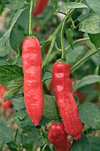 CAPSICUM PIMENT CURRY