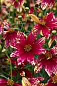 COREOPSIS ROUTE 66