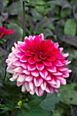 DAHLIA ROJO PARAMO