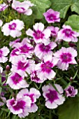 DIANTHUS DIANA LAVENDER PICOTEE