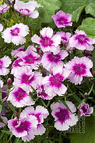 DIANTHUS_DIANA_LAVENDER_PICOTEE