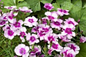 DIANTHUS DIANA LAVENDER PICOTEE