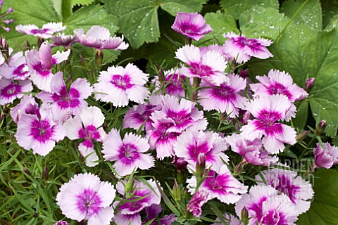 DIANTHUS_DIANA_LAVENDER_PICOTEE