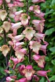 DIGITALIS ILLUMINATION PINK