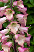 DIGITALIS ILLUMINATION PINK