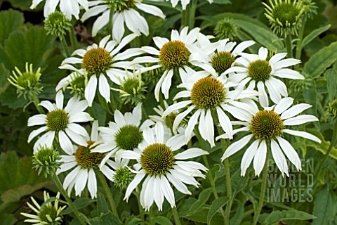 ECHINACEA_AVALANCHE