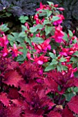 COLEUS HENNA WITH FUCHSIA DISPLAY