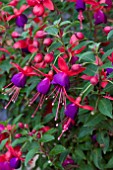 FUCHSIA JOLLIES NANTES