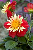 DAHLIA GOLDALIA SCARLET